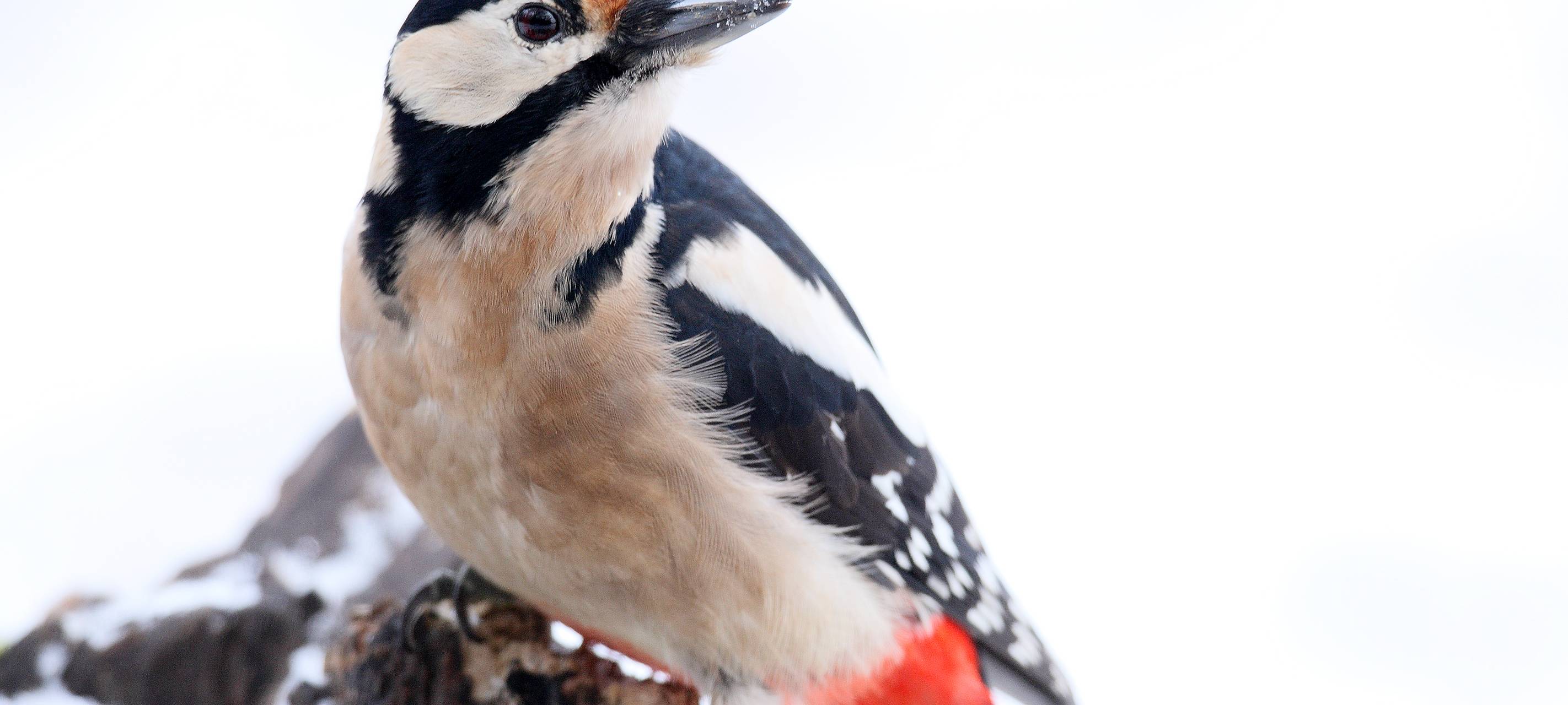 Essen zählt Vögel für die Stunde der Wintervögel