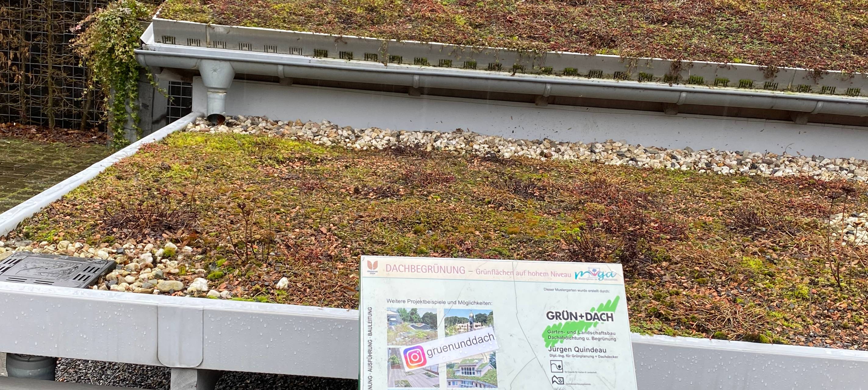 Essen: Grüne Basis wirkt zufrieden