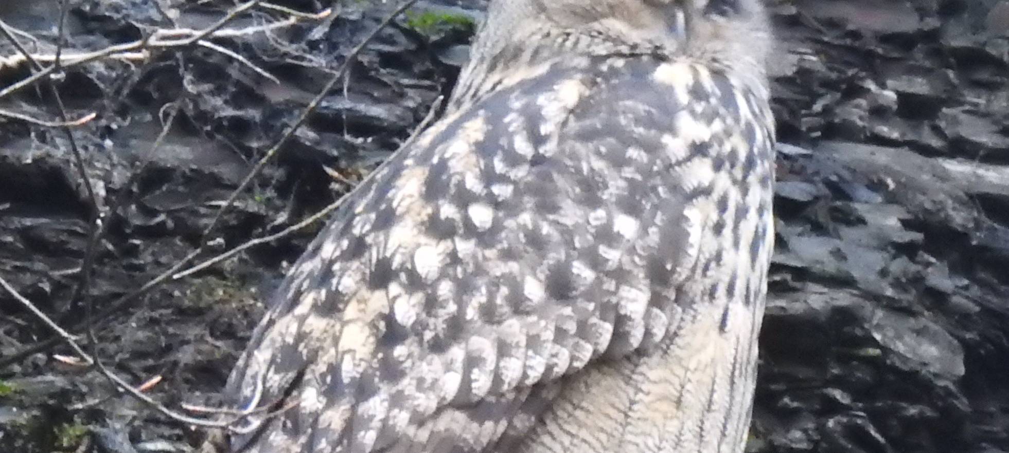 Essen: Debatte um Uhu-Felsen und Kletterer nimmt Wendung