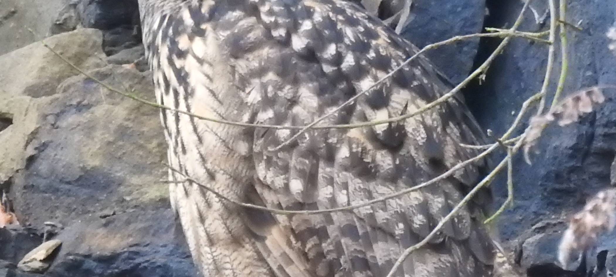 Essen: Entscheidung im Kampf um Kletterfels - Uhu bedroht