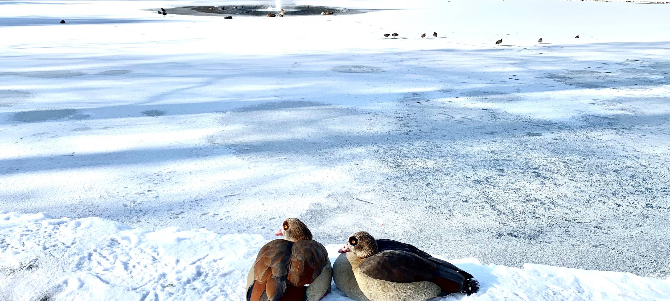Stadt Essen warnt: See und Teiche nicht betreten - Lebensgefahr!