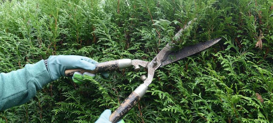Bis Ende Februar können Menschen in Essen noch ihre Hecken und Bäume schneiden. Danach beginnt die gesetzliche Schonzeit.