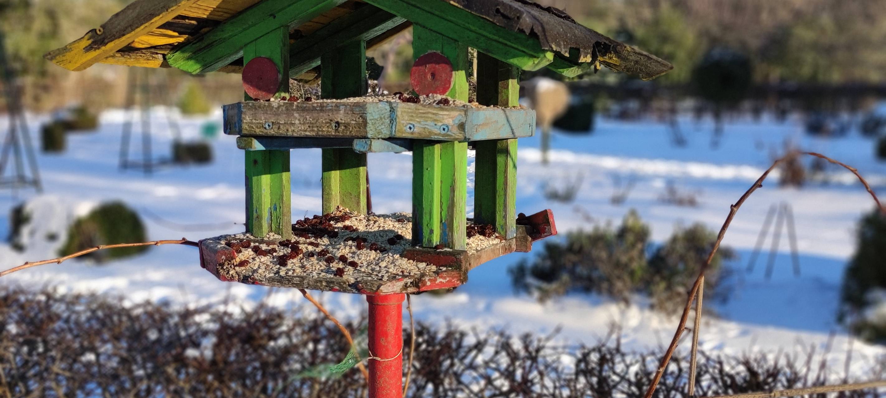 Winter in Essen: Darauf müsst Ihr beim Füttern von Vögeln und Eichhörnchen achten