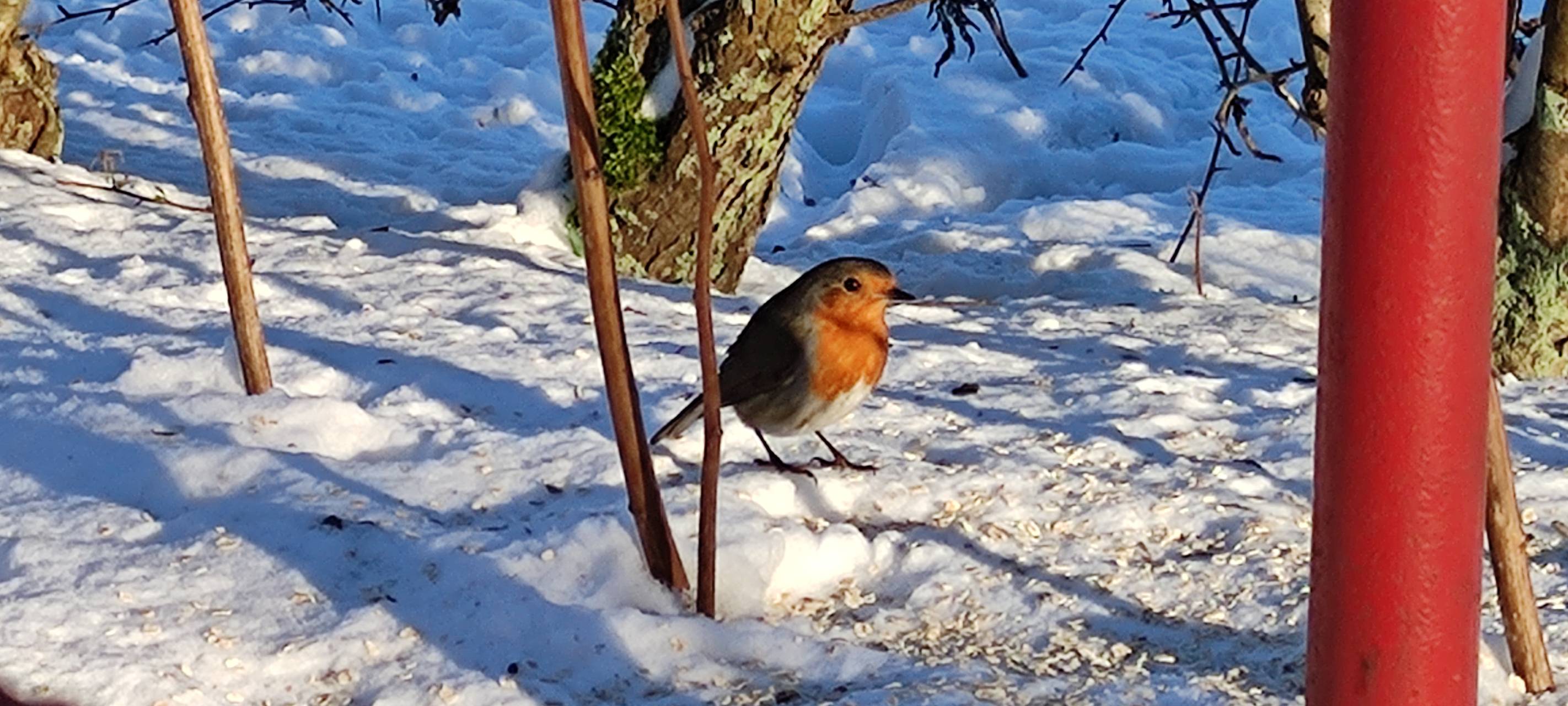 Neue Wälder in Essen: Zwei Tiny Forests werden angelegt