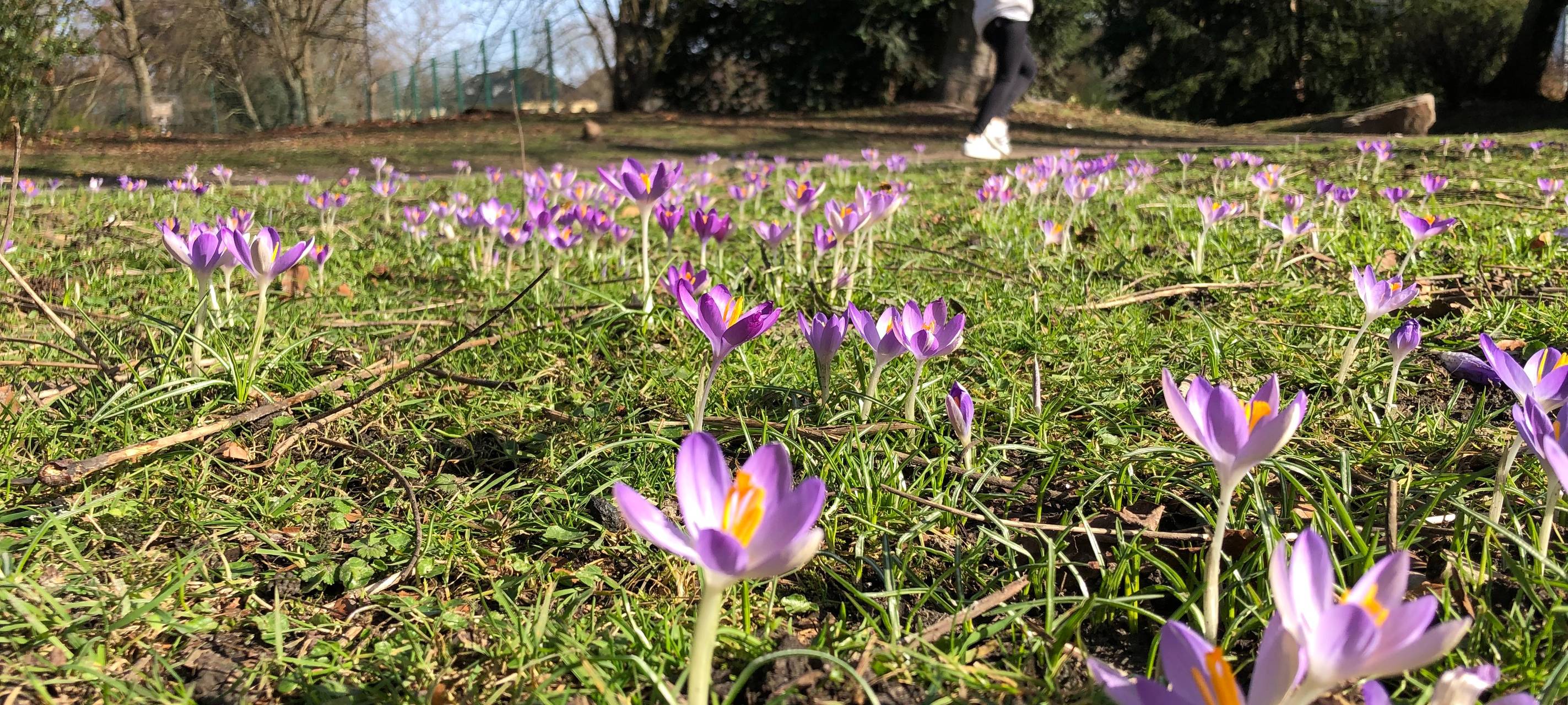 februar-2021_radio-essen_fruehling_stadtgarten