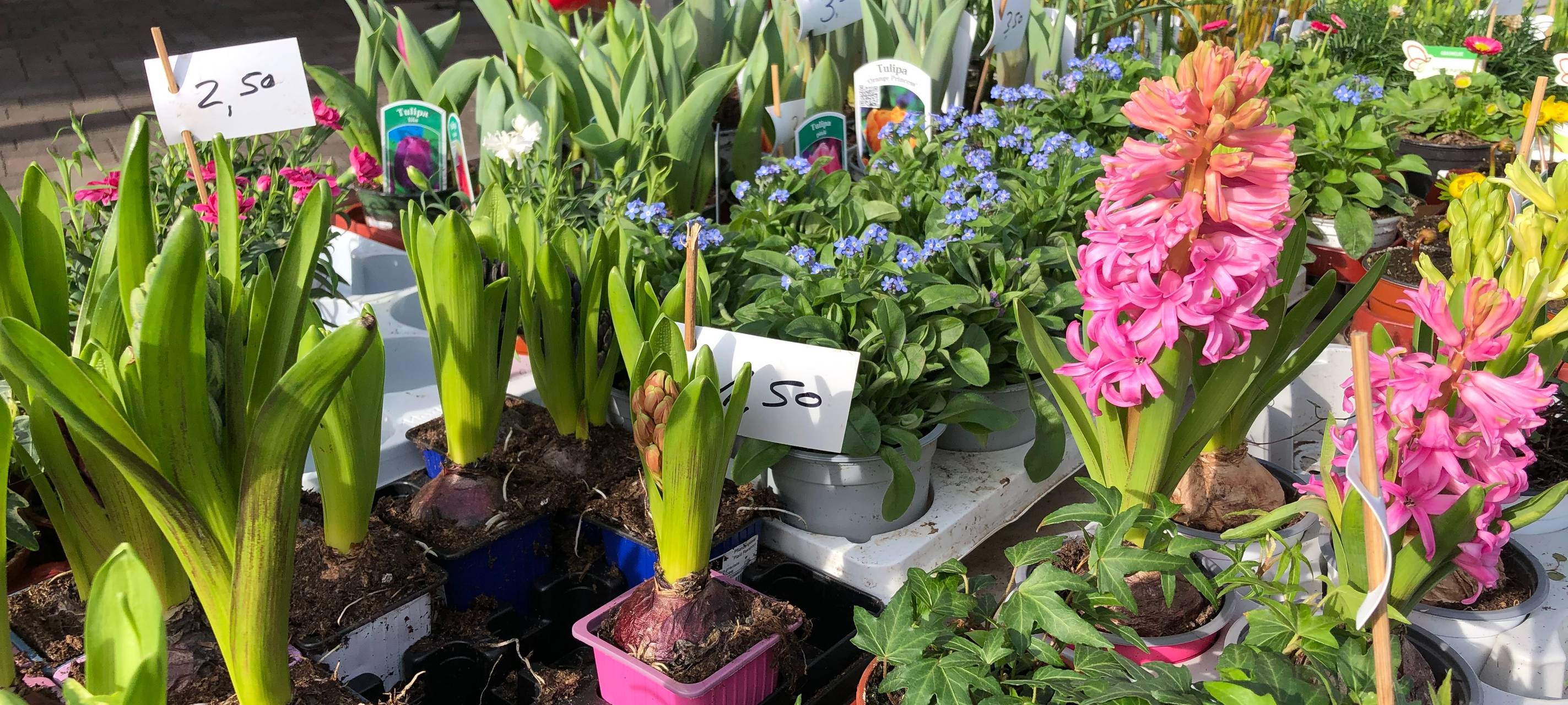 Radio Essen Gärtner_Holtwiesche_Frühling_Blumen