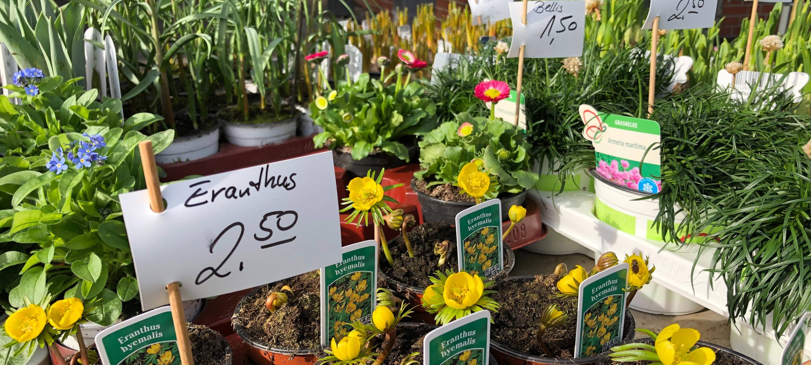 Radio Essen Gärtner_Holtwiesche_Frühling_Blumen