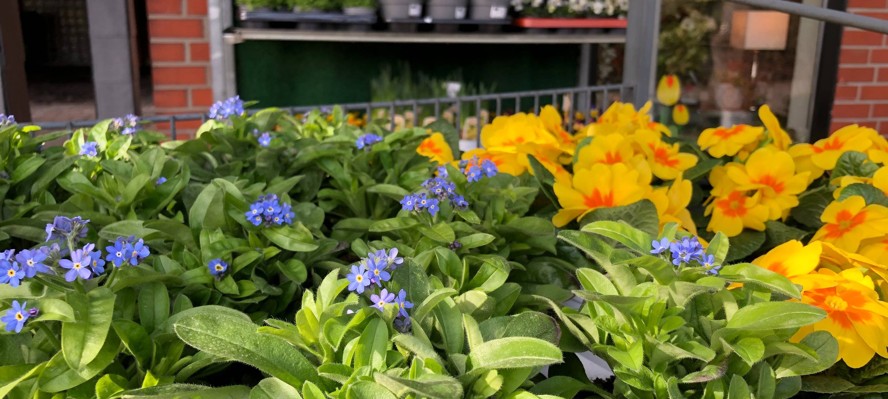 Radio Essen Gärtner_Holtwiesche_Frühling_Blumen