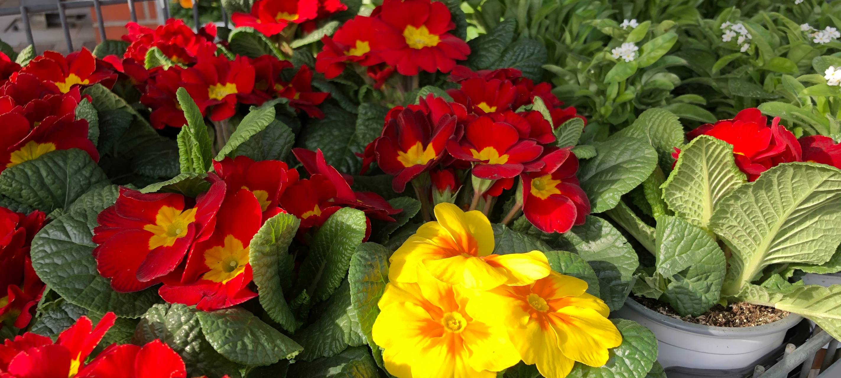 Radio Essen Gärtner_Holtwiesche_Frühling_Blumen