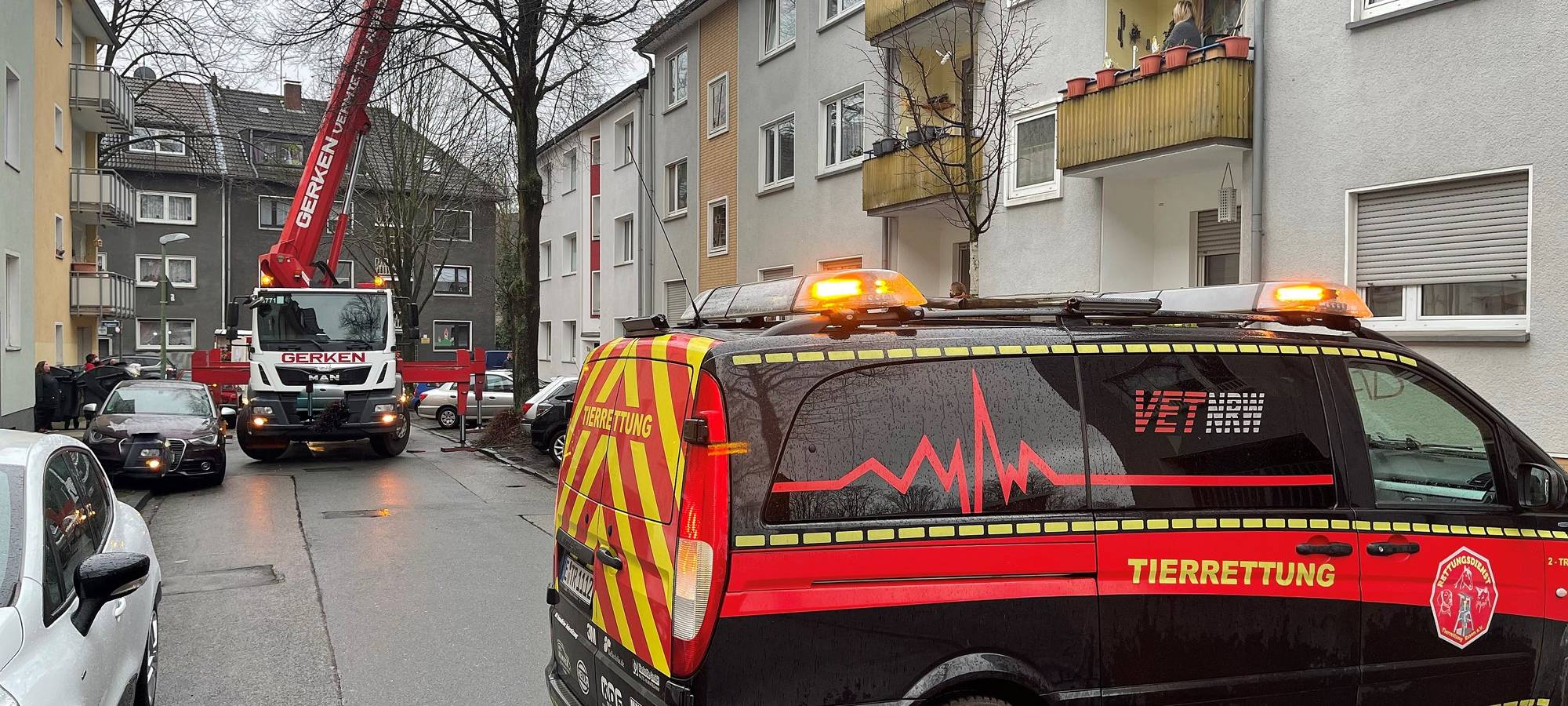 kater_katze-tierrettung-radio-essen