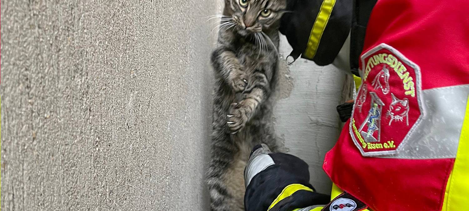 kater_katze-tierrettung-radio-essen