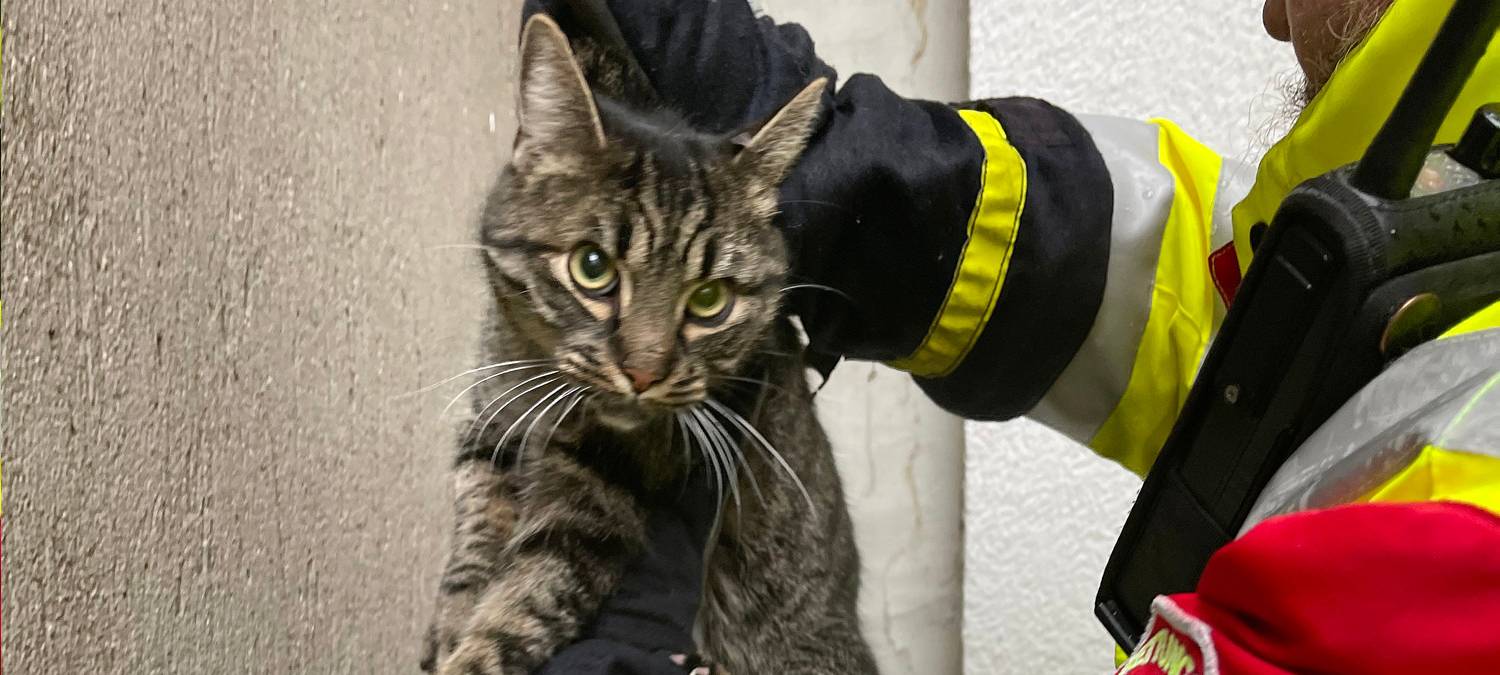 kater_katze-tierrettung-radio-essen