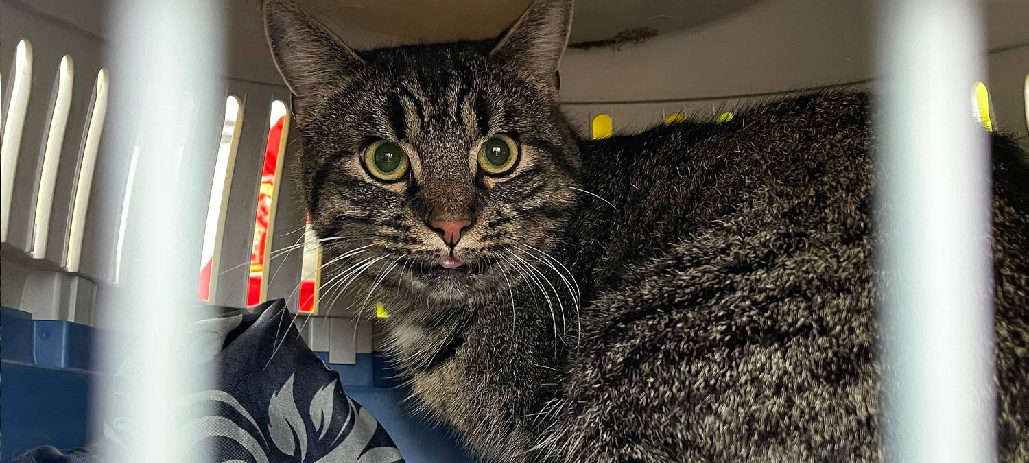 kater_katze-tierrettung-radio-essen