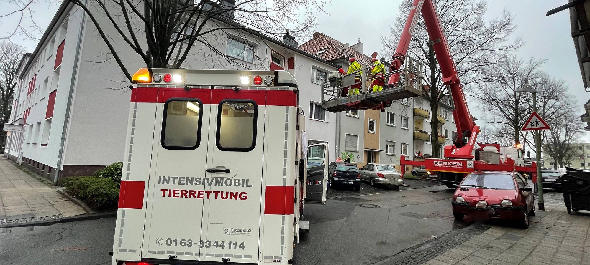 kater_katze-tierrettung-radio-essen