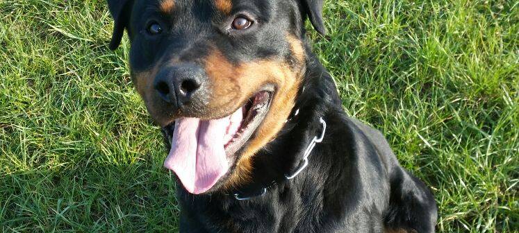 Essen: Polizeihund "Drago" schnappt mutmaßlichen Einbrecher