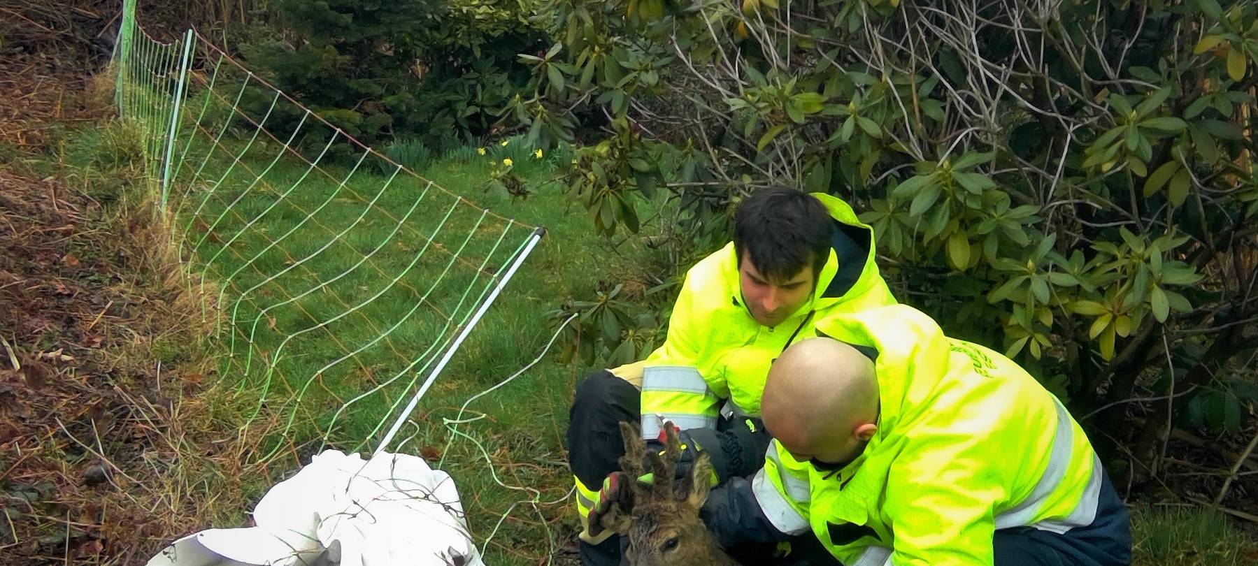 Die Feuerwehr Essen hat einem jungen Rehbock wieder auf die Sprünge geholfen. Das Tier hatte sich im Zaun verfangen.