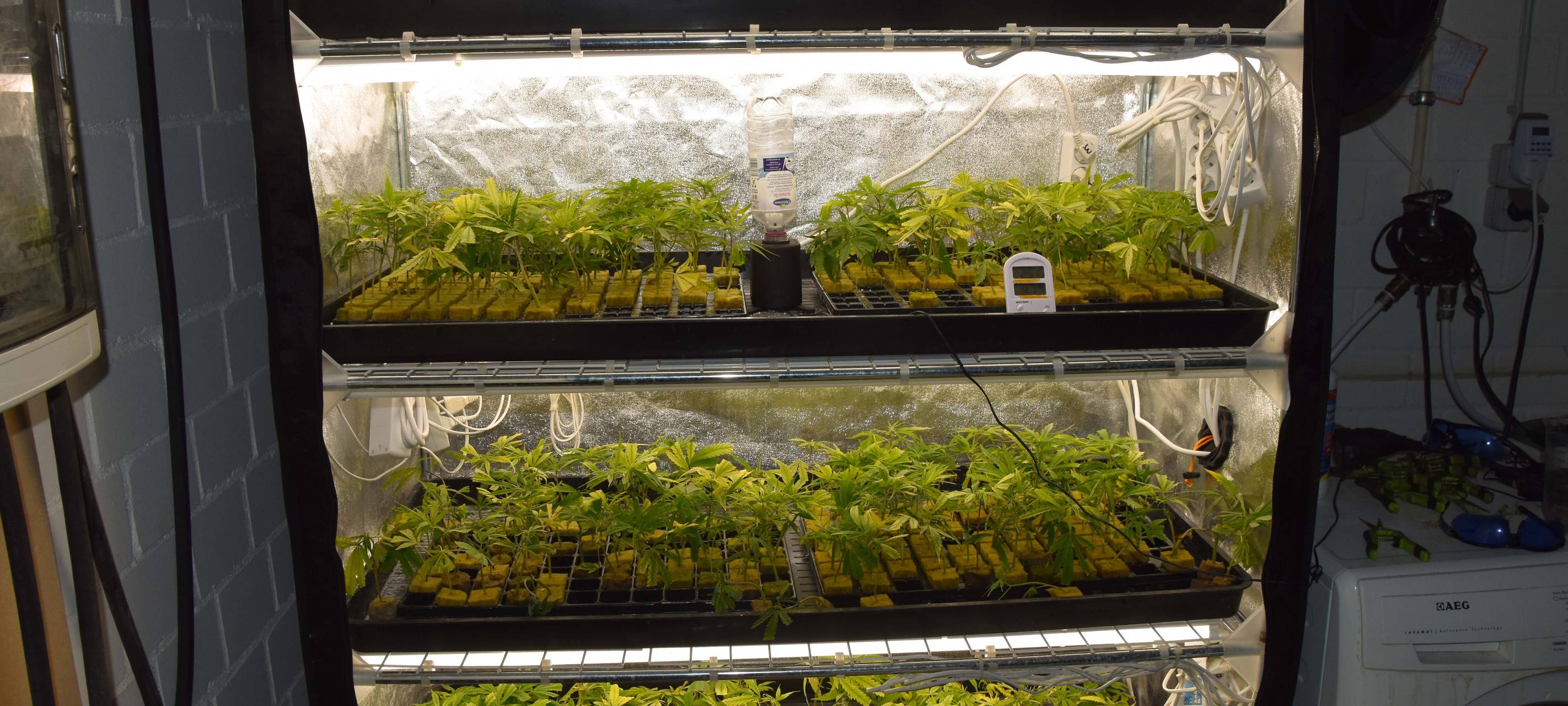 Polizei Essen nimmt Drogen-Bande hoch - Anbau in der Wohnung