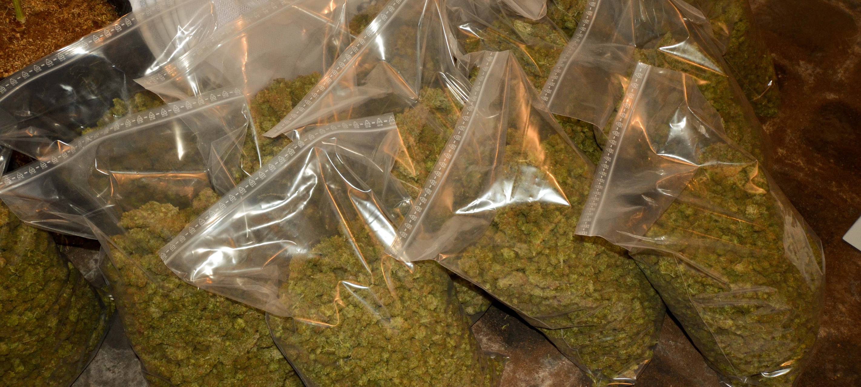 Polizei Essen nimmt Drogen-Bande hoch - Anbau in der Wohnung