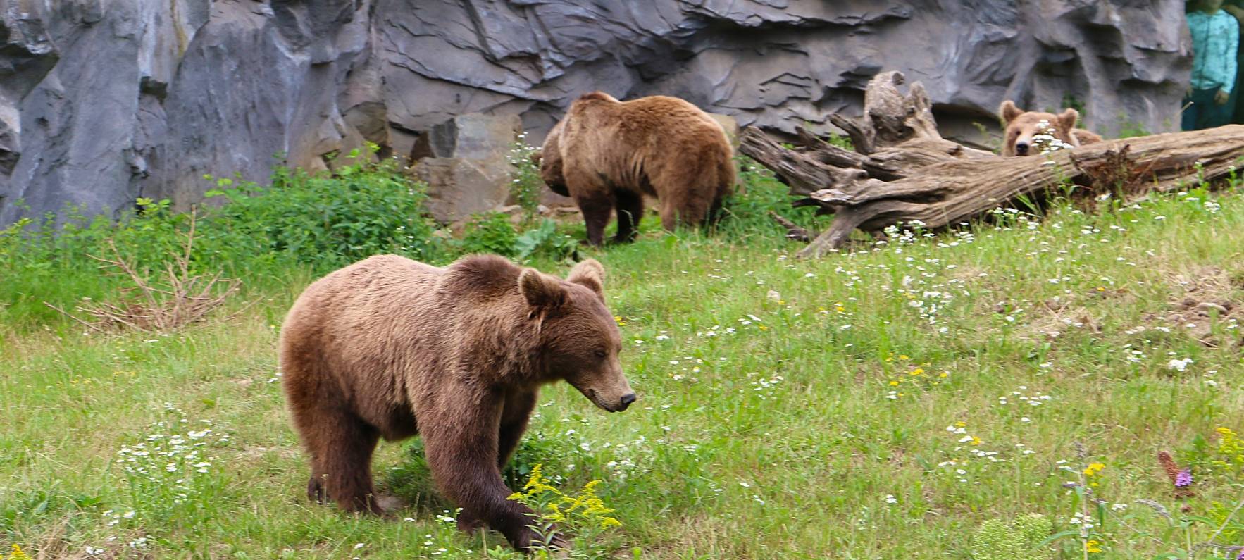 Essen: Spektakuläre Aufnahmen aus der ZOOM Erlebniswelt