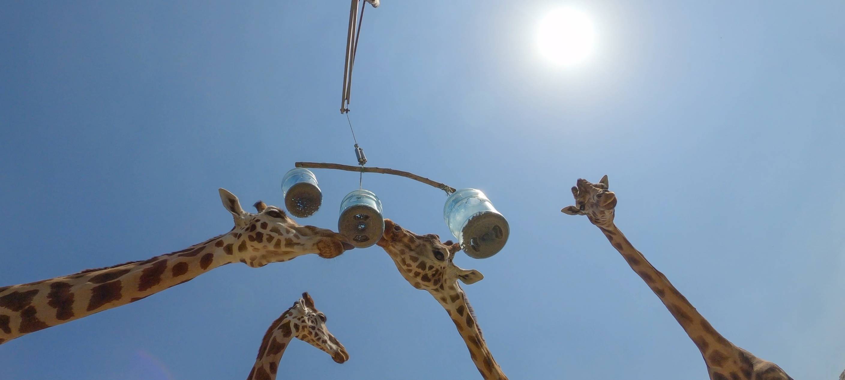 Essen: Spektakuläre Aufnahmen aus der ZOOM Erlebniswelt