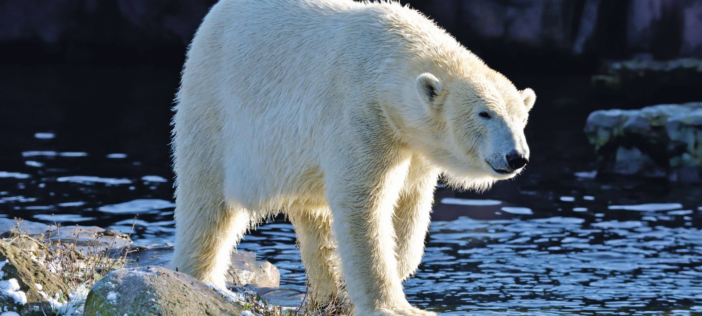 Essen: Spektakuläre Aufnahmen aus der ZOOM Erlebniswelt
