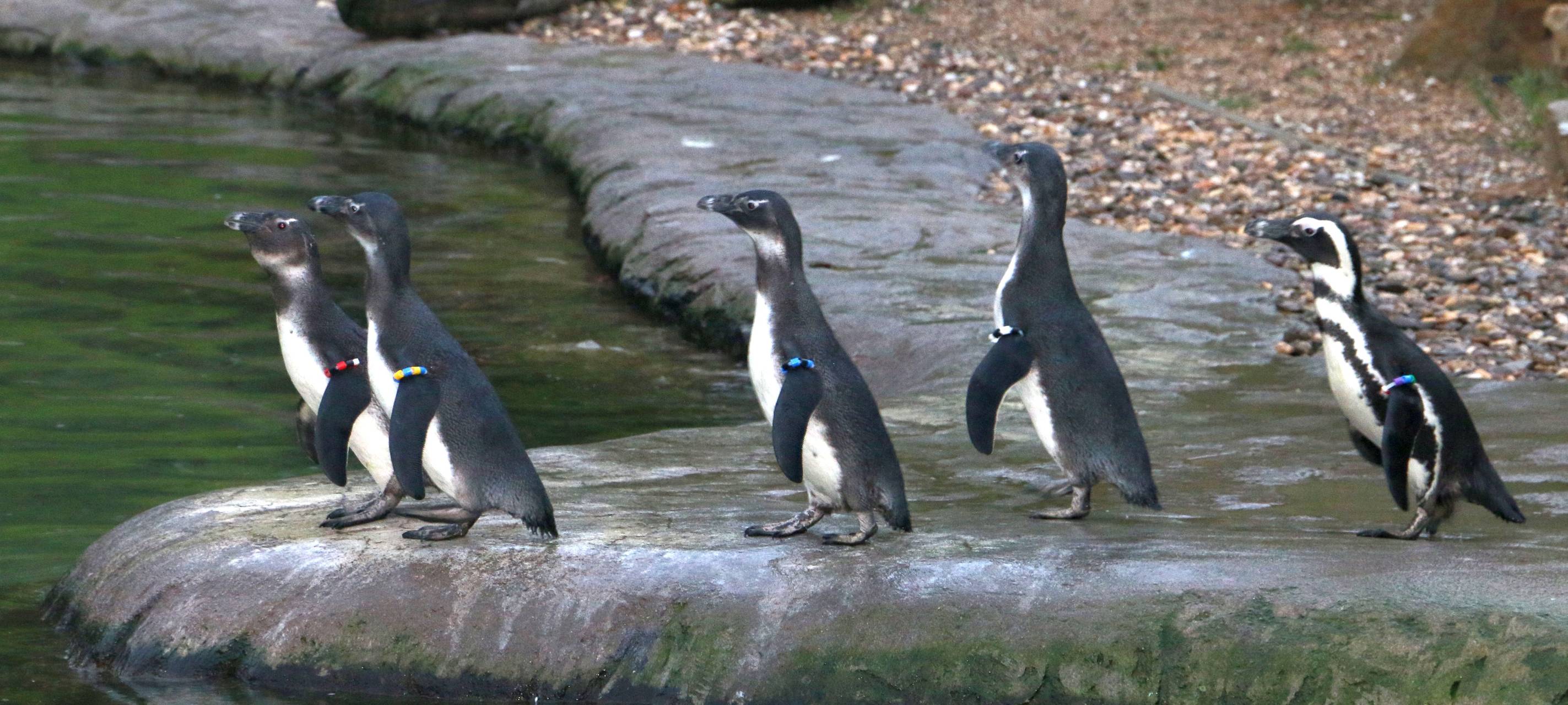 Essen: Spektakuläre Aufnahmen aus der ZOOM Erlebniswelt