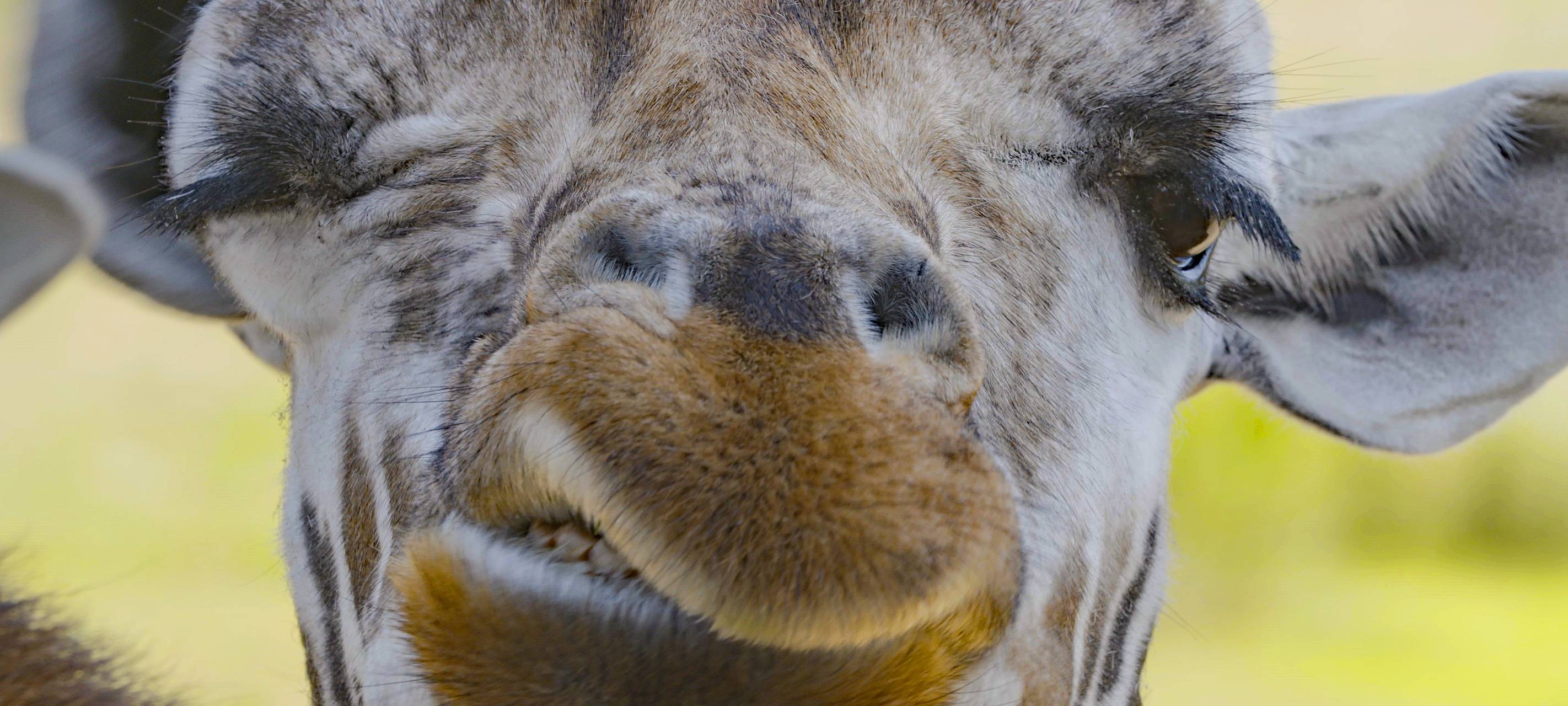Essen: Spektakuläre Aufnahmen aus der ZOOM Erlebniswelt