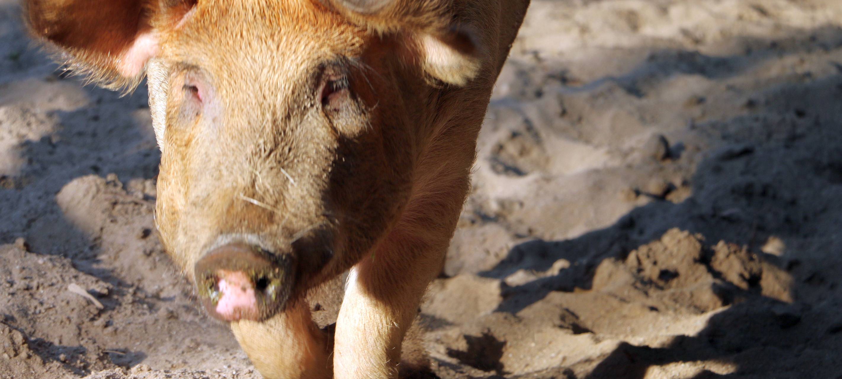 Essen: Spektakuläre Aufnahmen aus der ZOOM Erlebniswelt