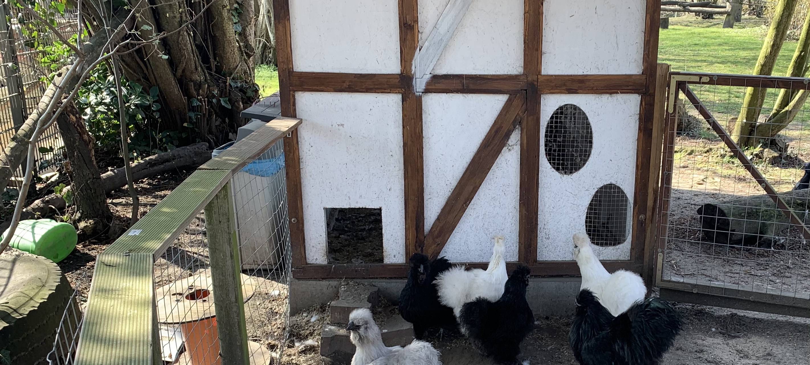 Trend in Essener Gärten: Hühner machen glücklich