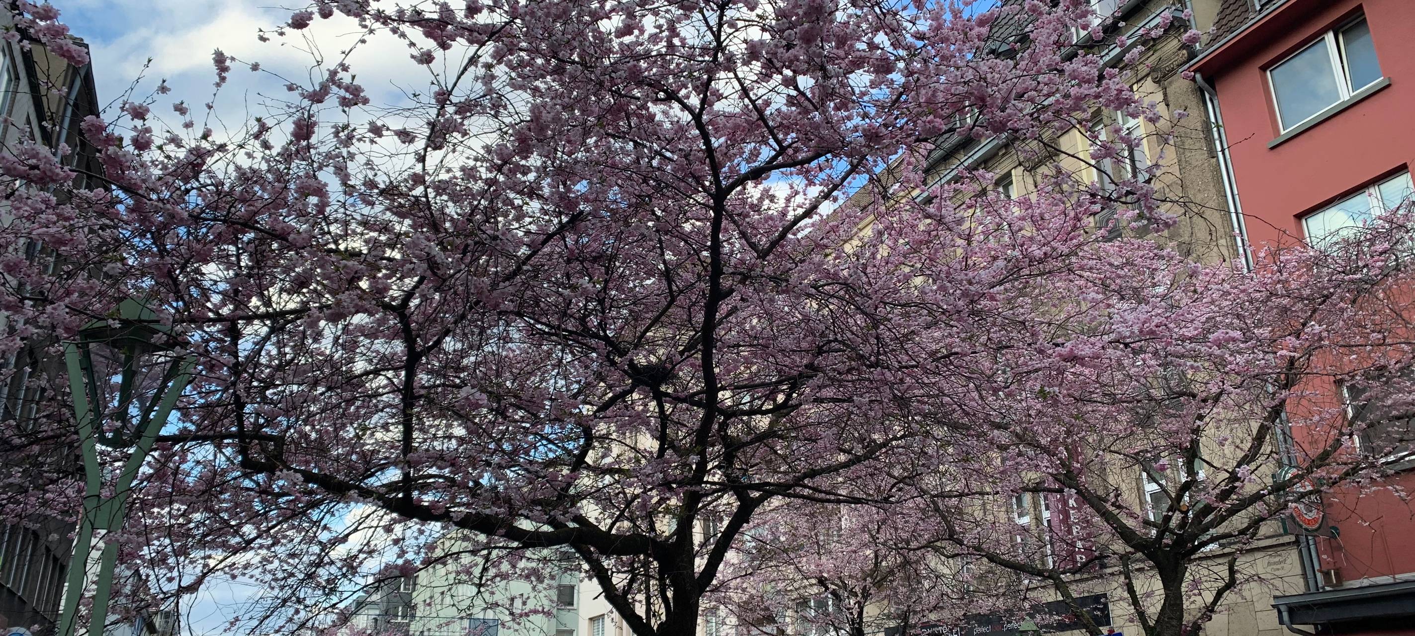 Kirschbäume in Essen werden geschnitten - Einschränkungen im Straßenverkehr