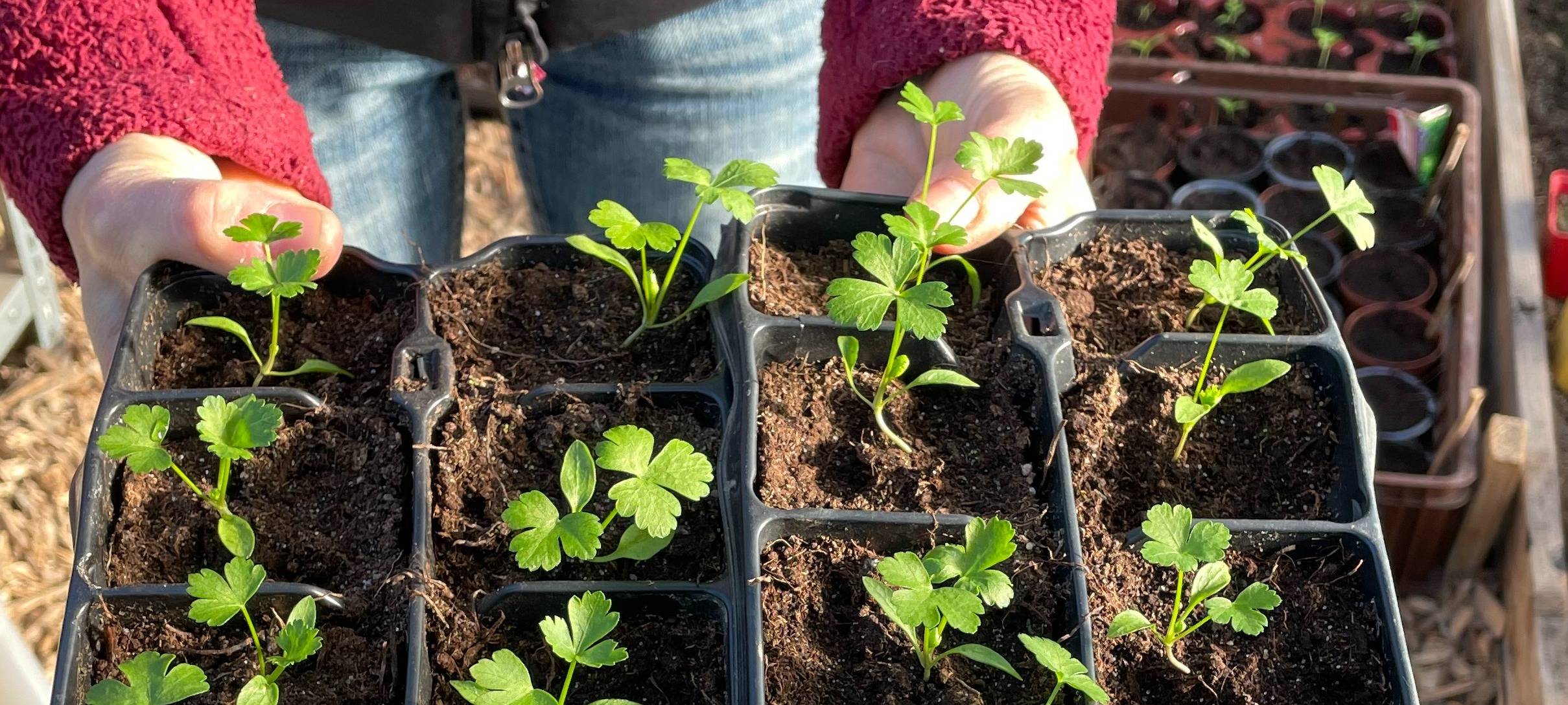 Felder zum Mieten in Essen: Frisches Gemüse selbst ernten