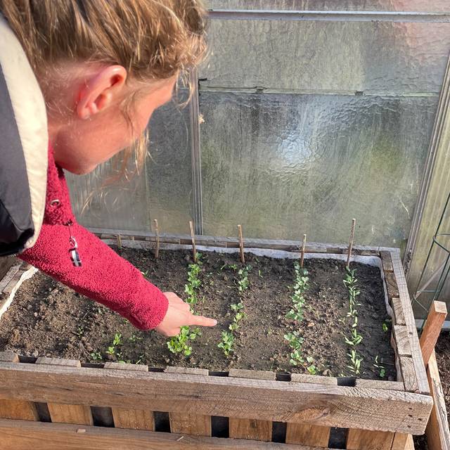 Feld zum Mieten in Essen: Frisches Gemüse selbst ernten - Radio Essen