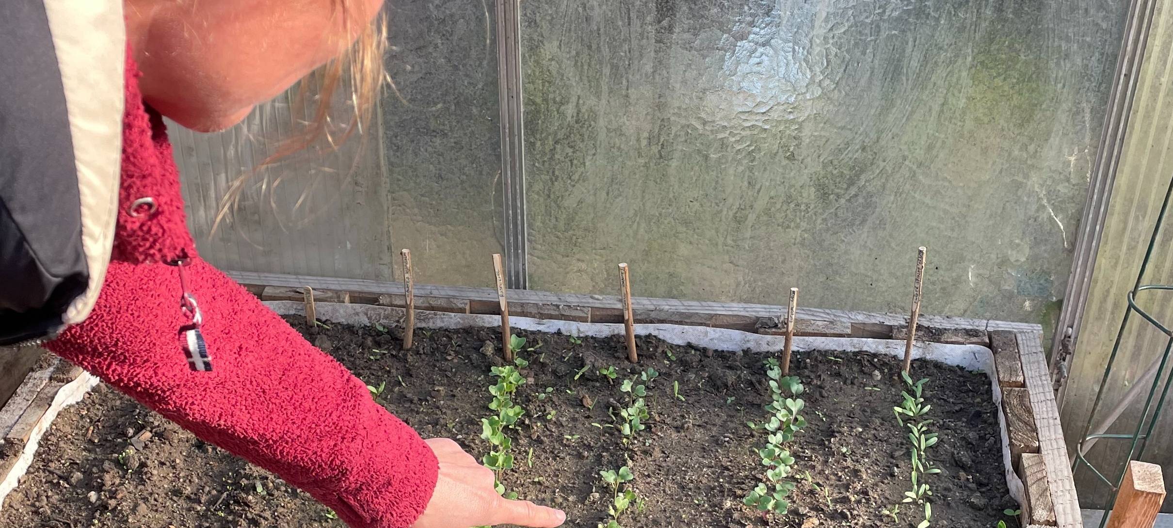 Felder zum Mieten in Essen: Frisches Gemüse selbst ernten