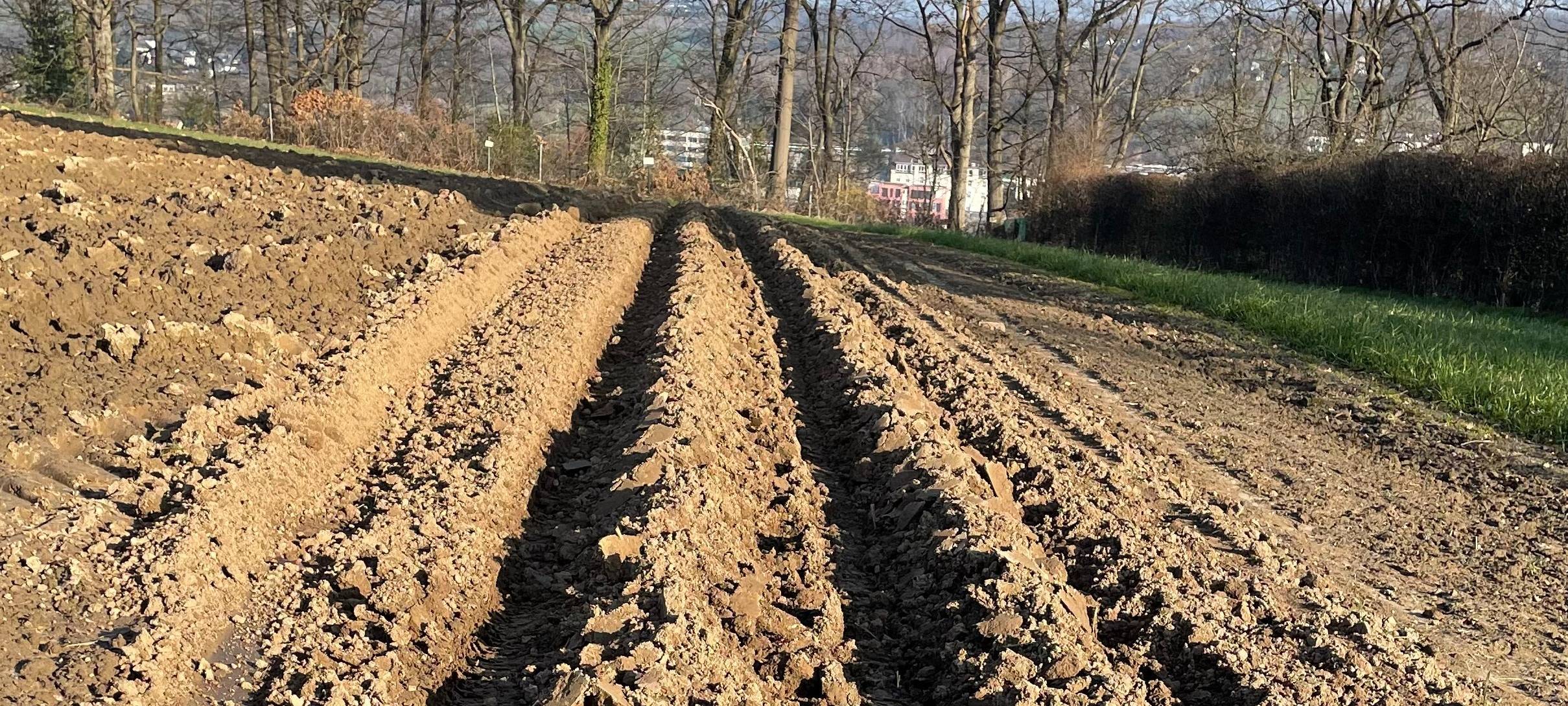 Felder zum Mieten in Essen: Frisches Gemüse selbst ernten