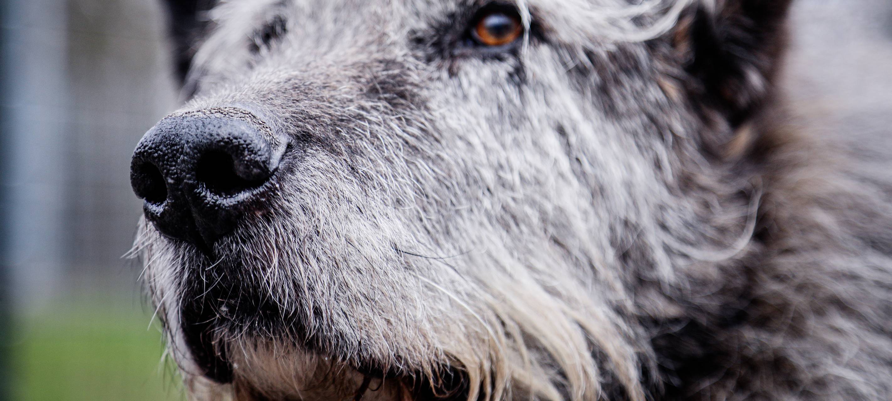Polizei Essen sucht mit Knochenspürhund "Flintstone" nach vermisster Bianca Blömeke