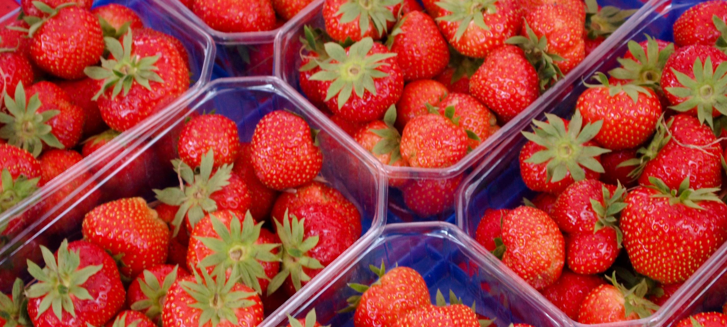 Erdbeeren aus Essen brauchen noch Zeit