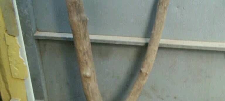 Basteltipp: Spiel-Ideen für Katzen