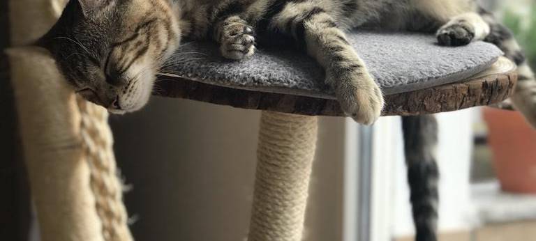 Basteltipp: Spiel-Ideen für Katzen