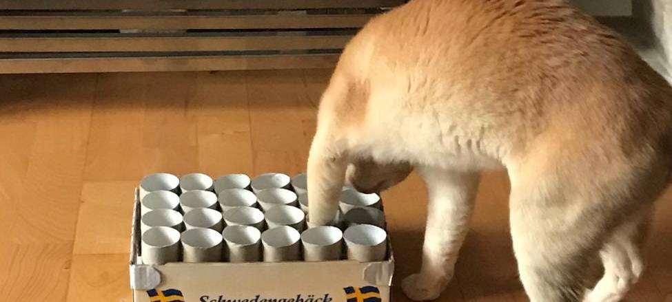 Basteltipp: Spiel-Ideen für Katzen