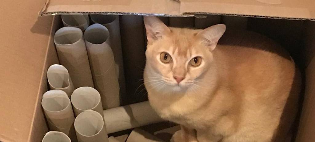 Basteltipp: Spiel-Ideen für Katzen