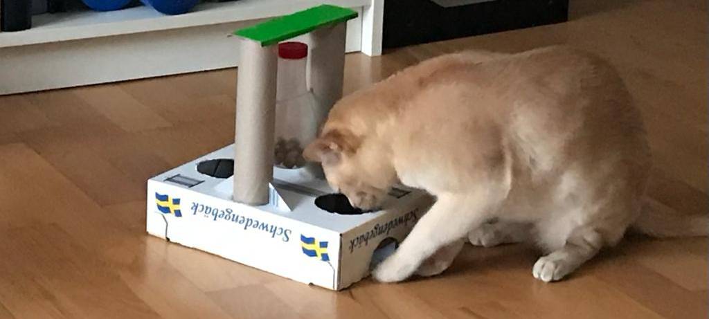 Katzenspielzeug Katze Karton Klopapierrrollen