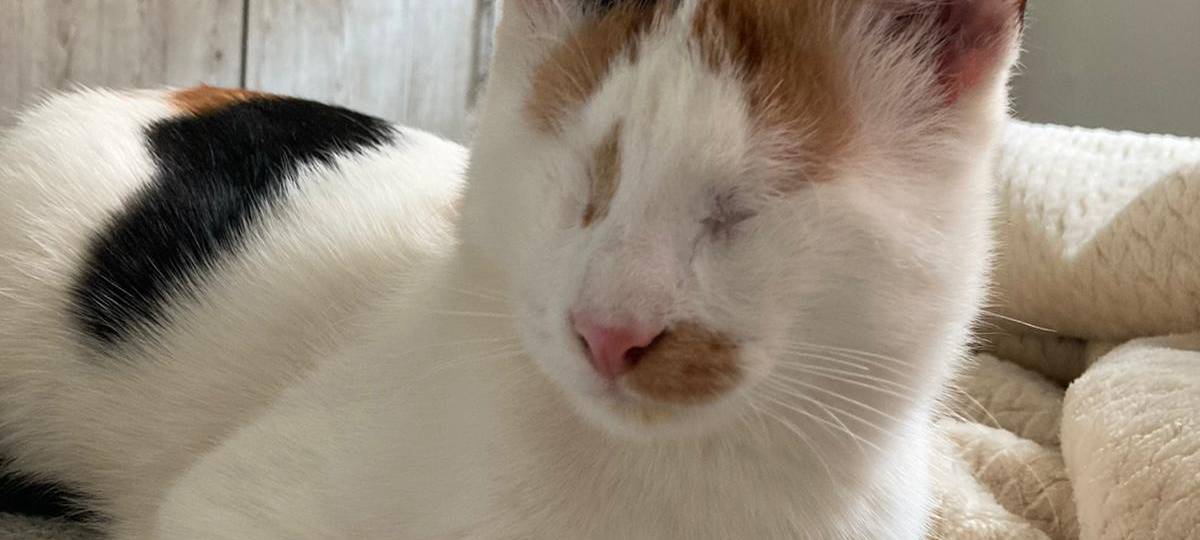 Die Besten in Essen: Die Gewinner der besten Haustiere!