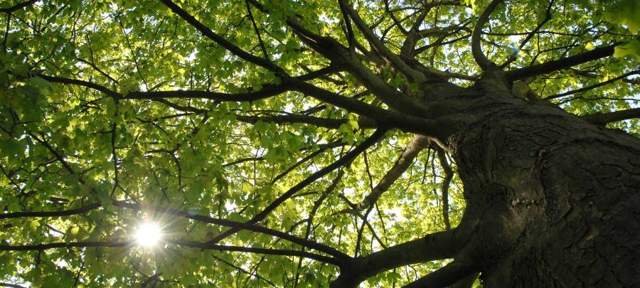 Die Trauerweide in Kettwig. Ein alter Baum, der von der Sonne beleuchtet wird. Die Weide am Leinpfad in Kettwig ist marode und alt, trotzdem soll sie vorerst erhalten bleiben.