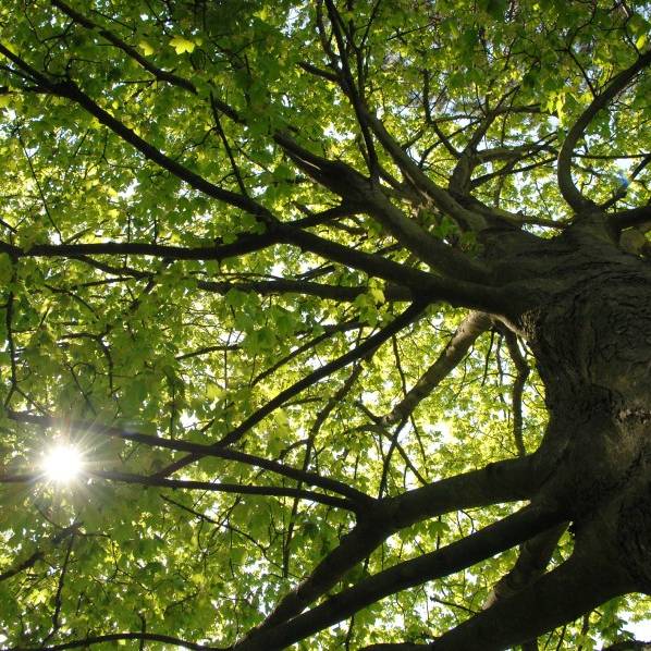 Die Trauerweide in Kettwig. Ein alter Baum, der von der Sonne beleuchtet wird. Die Weide am Leinpfad in Kettwig ist marode und alt, trotzdem soll sie vorerst erhalten bleiben.