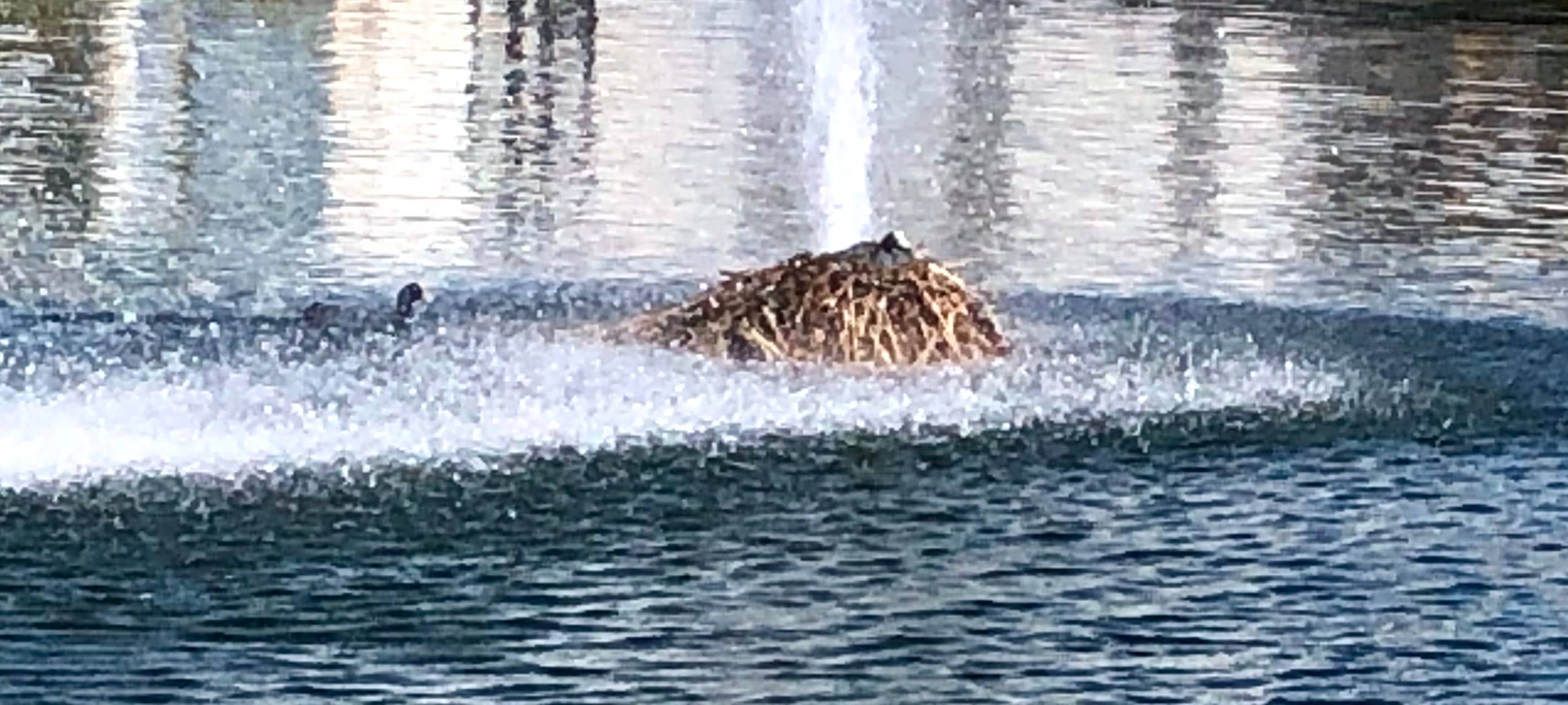 Essen: Vogelnest direkt auf Wasserfontäne - sind die Tiere in Gefahr?