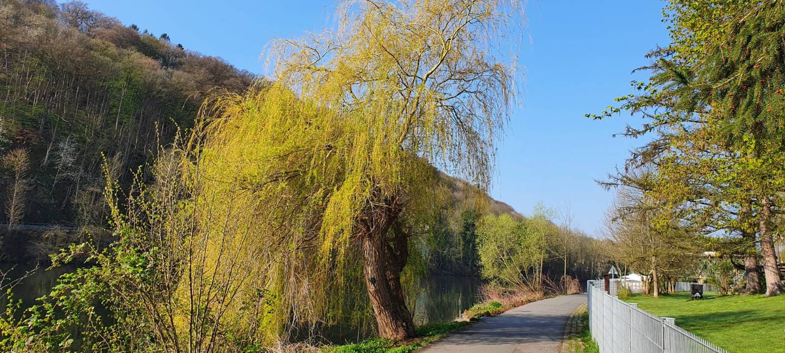 Alte Trauerweide in Essen bleibt erhalten