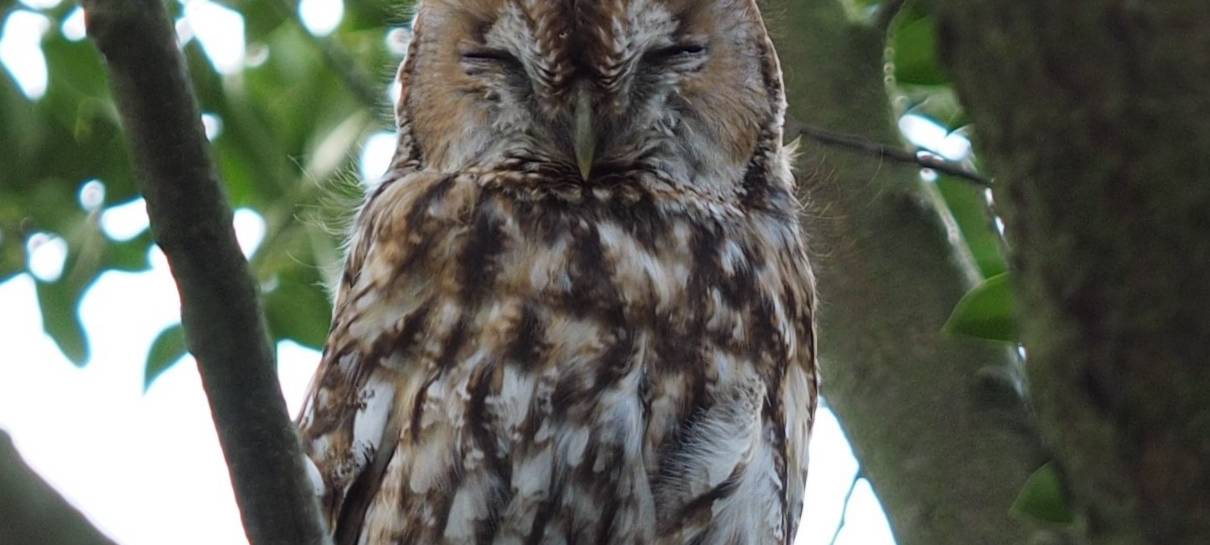Essen: Besonders viele Waldkäuze nisten in Gärten