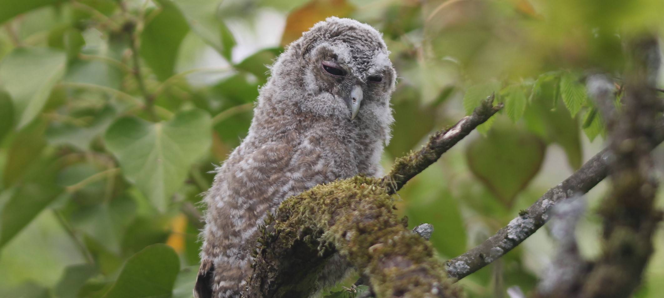 Essen: Besonders viele Waldkäuze nisten in Gärten