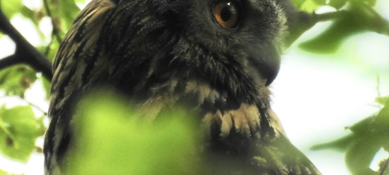 Essen: Besonders viele Waldkäuze nisten in Gärten