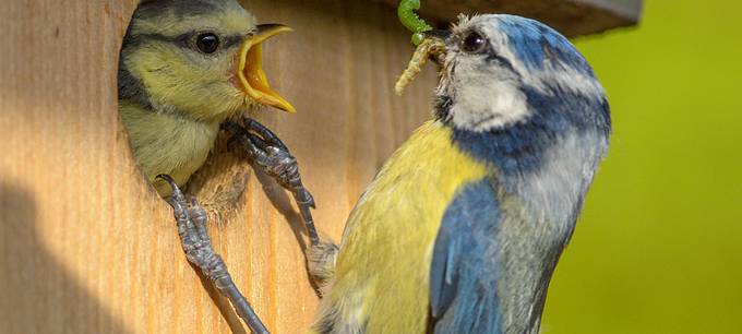 NABU-Zählung in Essen: Vögel werden immer weniger